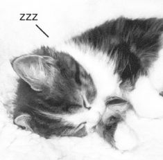 a black and white photo of a kitten sleeping