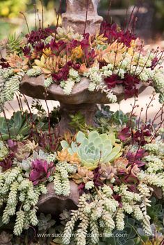 an arrangement of succulents and other plants in a birdbath garden