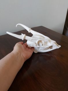 a human hand holding a fake animal skull on top of a wooden table in front of a white wall