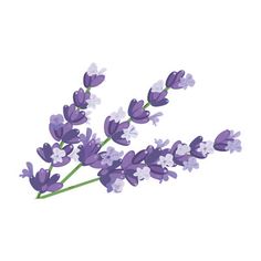 a bunch of lavender flowers on a white background