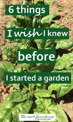 a garden with green leaves and the words 6 things i wish i knew before i started a garden