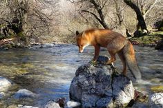 a red fox standing on top of a rock in the middle of a river surrounded by trees