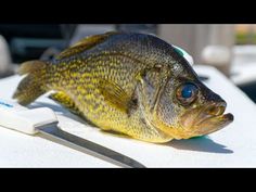 a close up of a fish on a table