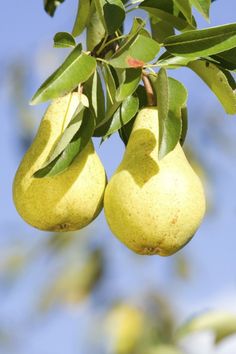 two pears hanging from a tree with leaves