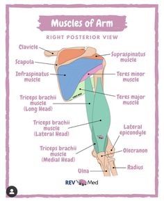 the muscles and their corresponding parts are labeled in this diagram, which shows the location of each