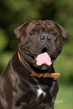 a dog with its tongue hanging out