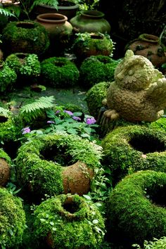 there are many moss covered pots in the garden