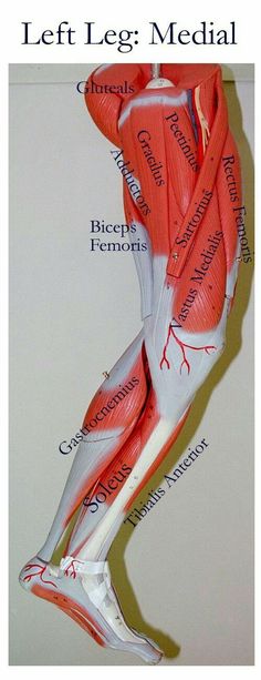 Pnf Stretching, Arm Muscle, Muscle Model, Basic Anatomy And Physiology, Medical School Essentials, Human Anatomy And Physiology