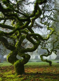 an old tree with moss growing on it's branches in the middle of a field