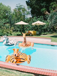 an inflatable tiger, giraffe and zebra float out into the pool