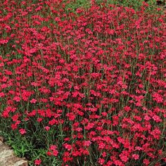 red flowers are growing in the garden