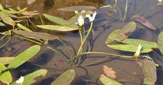 water lilies floating on the surface of a pond