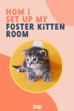 a kitten sitting on top of a yellow and pink cover with the words how i set up my fosterer kitten room