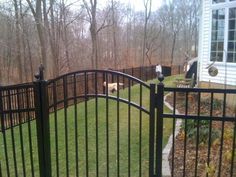 a dog is laying down on the grass behind a fenced in area with trees and bushes