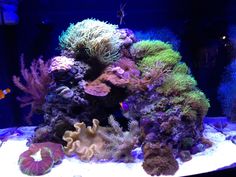 an aquarium filled with lots of different types of corals