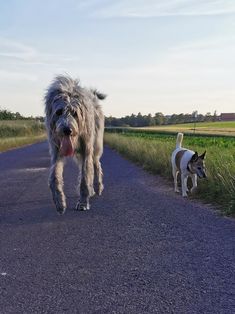 two dogs are walking down the road with their tongues out and one dog has its mouth open