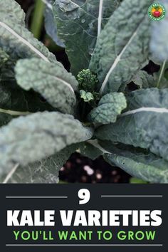 there is a broccoli plant with the words 9 kale varieties you'll want to grow