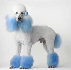 a white poodle with blue hair standing in front of a sign that says paws in blue since 1932