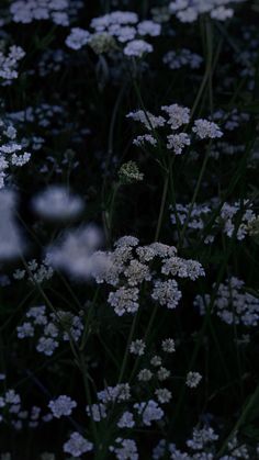 some white flowers are growing in the dark