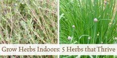 four different types of plants with the words grow herbs indoors 5 herbs that thriving