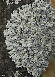 a close up of a tree trunk with white and gray lichens on it