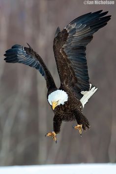 an eagle is flying in the air with its wings spread out and it's talon extended