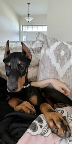 a black and brown dog laying on top of a couch next to a person's hand