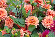 many orange and pink flowers with green leaves