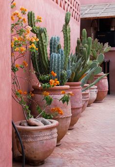 several potted plants are lined up against a pink wall