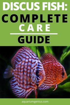 discus fish complete care guide for aquariums with text overlay that reads, discus fish complete care guide