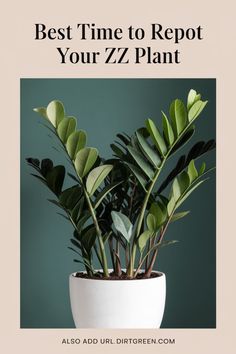 a potted plant with the words best time to repat your zz plant