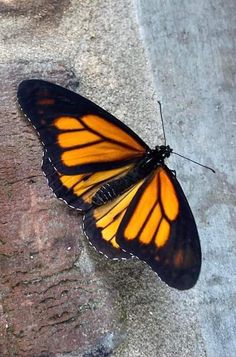 a large orange and black butterfly sitting on top of a cement slab with it's wings open