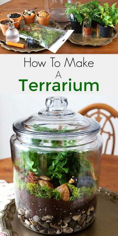 an image of terrarium in a glass jar