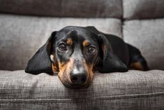 a black and brown dog laying on top of a couch