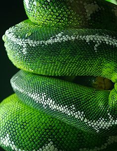 three green snakes stacked on top of each other with their heads turned to the side