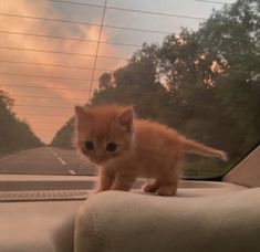 an orange kitten standing on the dashboard of a car