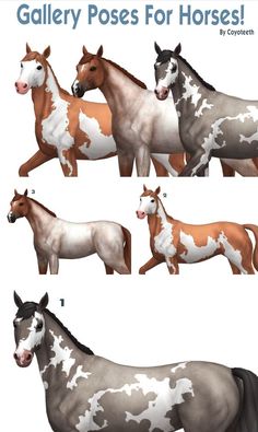 four different types of horses standing next to each other with the words gallery poses for horses