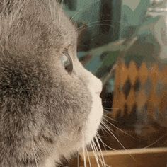 a gray cat looking at something in the distance