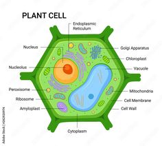 the structure of a plant cell