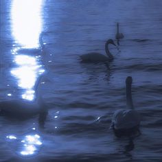 three swans swimming in the water at night