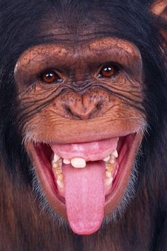 a monkey with its tongue out and it's mouth open, showing the teeth