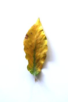 a single yellow leaf on a white background