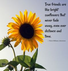 Friends And Flowers Quotes, Sunflower Friendship Quotes, Friends Are Like Flowers Quotes, If I Had A Flower For Every Time, Sunflower Sayings, Sunflower Poem, Friends Are Like Flowers, Sunflower Stuff, Sunflower Quotes