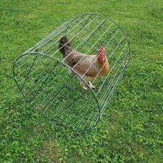 a chicken in a cage on the grass