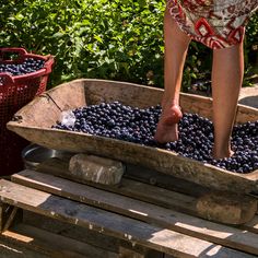 a person standing in a wheelbarrow filled with blueberries, picking them from the ground