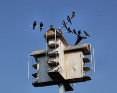 a flock of birds sitting on top of a bird house