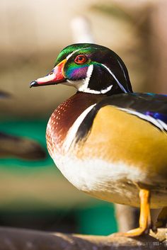 a close up of a bird on a tree branch