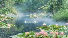 water lilies are blooming in the pond with mist rising from it's surface