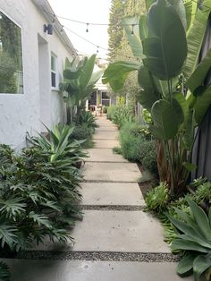 the walkway is lined with tropical plants and trees in front of a white house on a sunny day