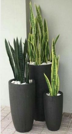 three planters with plants in them sitting on the ground next to eachother